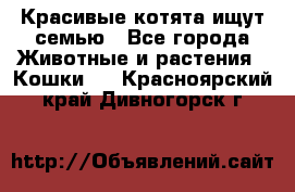 Красивые котята ищут семью - Все города Животные и растения » Кошки   . Красноярский край,Дивногорск г.